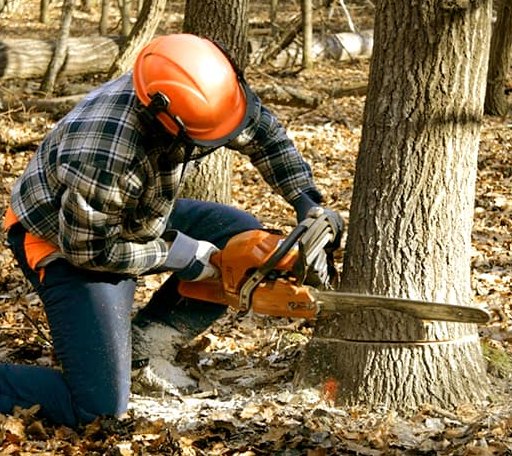 Tree Removal in Portland, MI